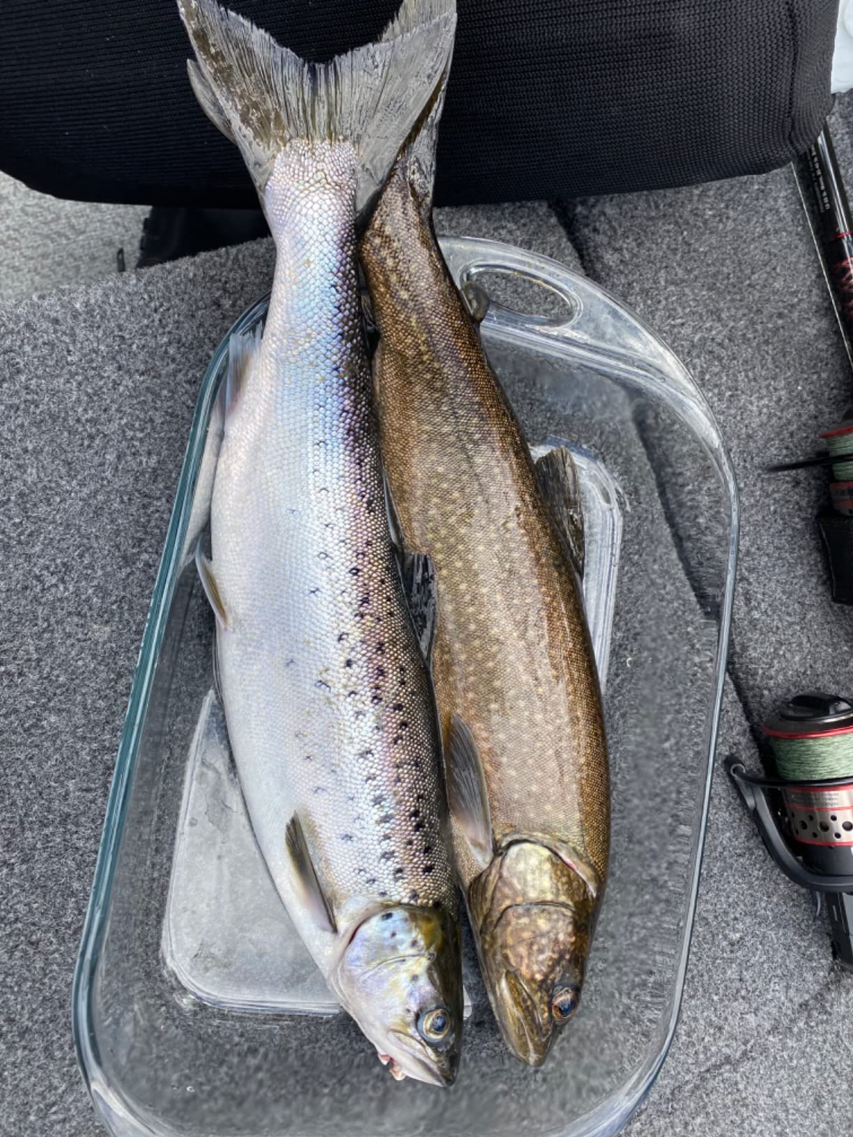 Okuma Classic Pro GLT & Rods Customer Review Okuma Classic Pro GLT & Rods - Customer Photo 1