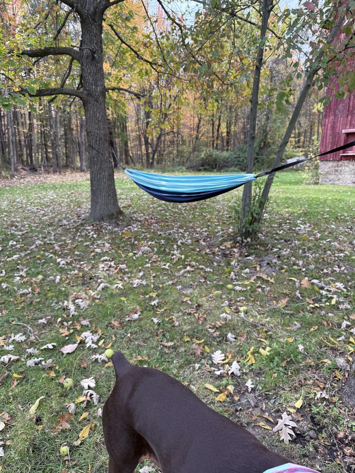 Wise Owl Outfitters Camping Hammock – 500lbs Portable Hammock with Tree Straps - Travel, Backpacking, Hiking, Outdoors Camping Gear - Single or Double Customer Review Wise Owl Outfitters Camping Hammock – 500lbs Portable Hammock with Tree Straps - Travel, Backpacking, Hiking, Outdoors Camping Gear - Single or Double - Customer Photo 2