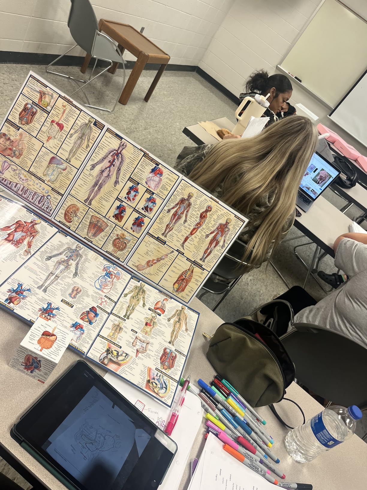 Anatomy QuickStudy Laminated Reference Guide (QuickStudy Academic) Customer Review Anatomy QuickStudy Laminated Reference Guide (QuickStudy Academic) - Customer Photo 1