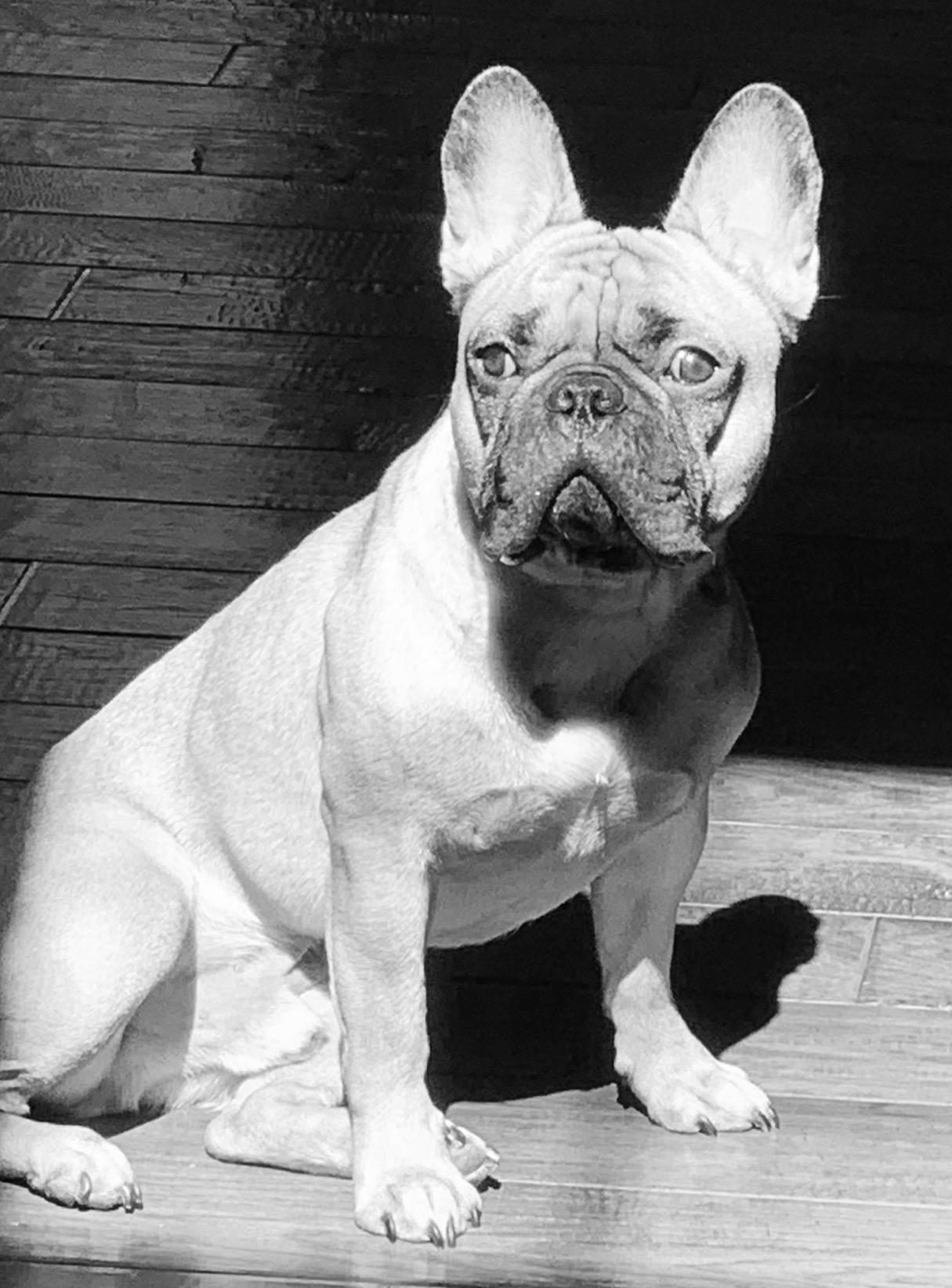 Primitives By Kathy Box Sign - All You Need Is Love and a French Bulldog,Black and White Customer Review Primitives By Kathy Box Sign - All You Need Is Love and a French Bulldog,Black and White - Customer Photo 1