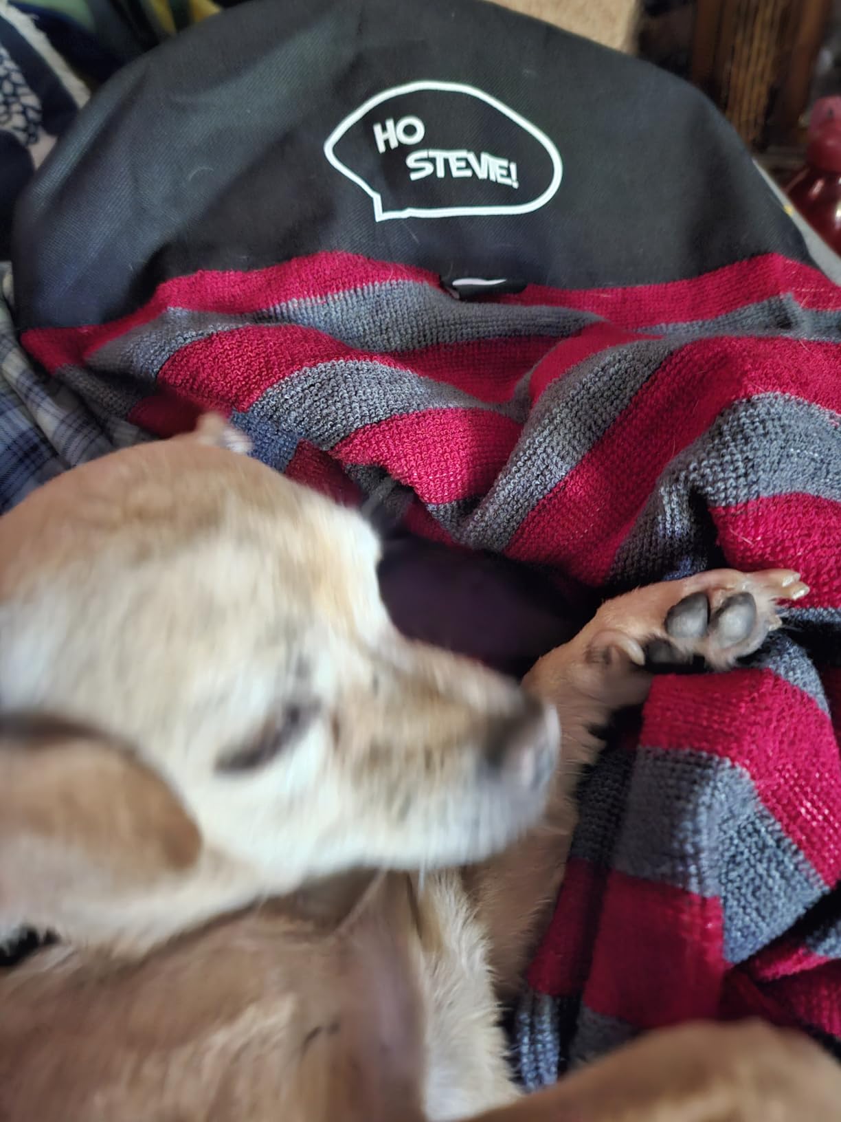 Ho Stevie! Surfboard Sock Cover - Light Protective Bag for your Surf Board [Choose Size and Color] - Customer Photo 2
