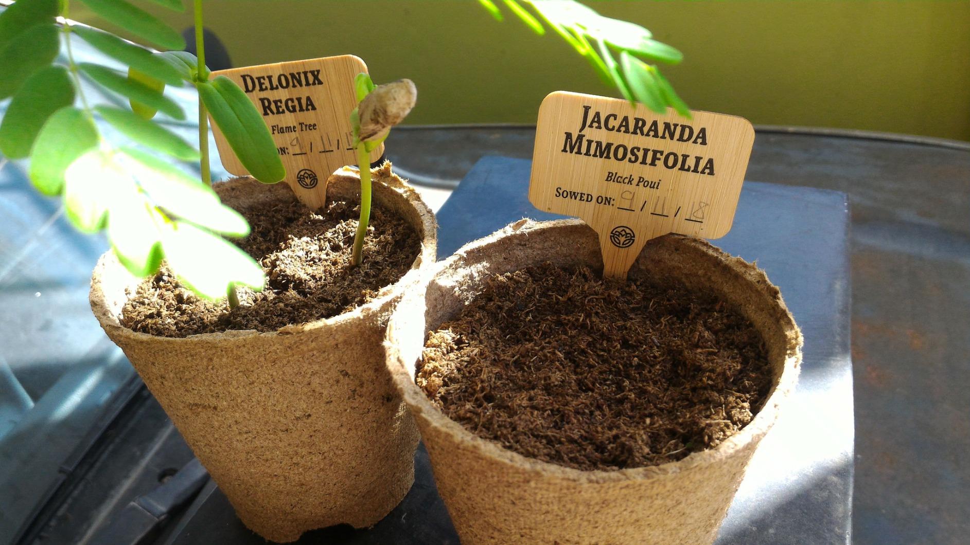 Bonsai Starter Kit - Gardening Easter Gift for Women & Men - Bonsai Tree Growing Garden Crafts Hobby Kits for Adults, Unique DIY Hobbies for Plant Lovers - Unusual Christmas Gifts Ideas - Customer Photo 2