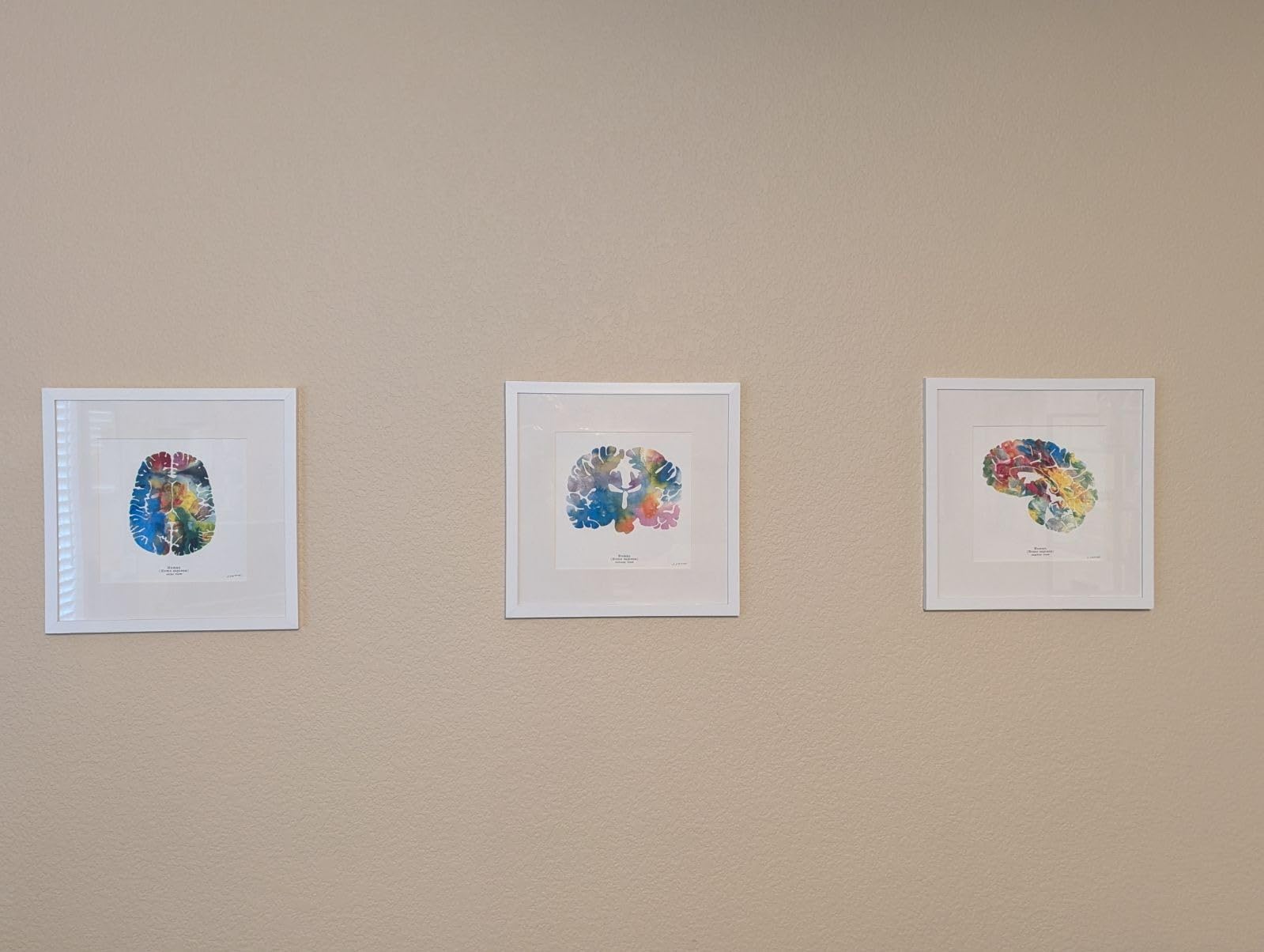J. Sayuri Brain Anatomy Art Prints - Neuroscience Wall Decor, Set of 3 Unframed Watercolor Prints (8.5 x 8.5) - Neurology & Psychology Office or Home Decor - Customer Photo 2