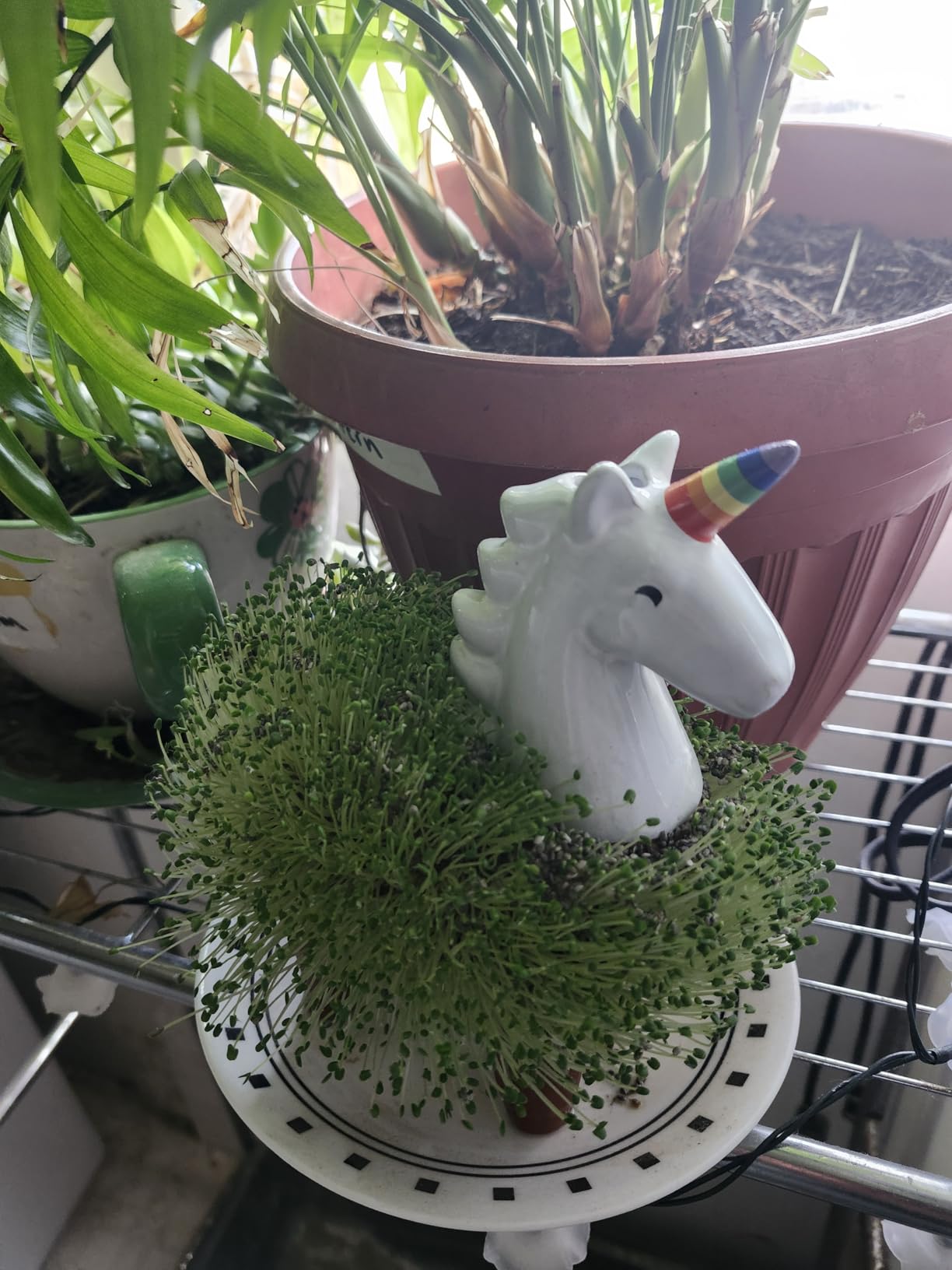 Chia CP439-01 Pet Llama Decorative Pottery Planter, Easy to Do and Fun to Grow Customer Review Chia CP439-01 Pet Llama Decorative Pottery Planter, Easy to Do and Fun to Grow - Customer Photo 2
