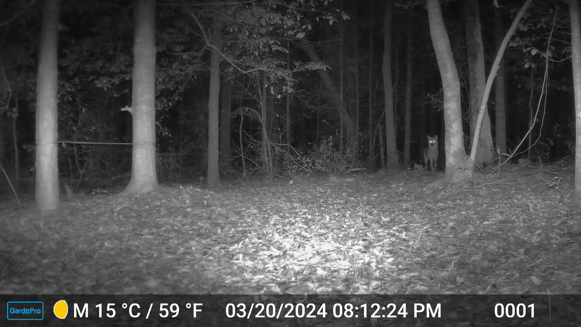 GardePro A3S Trail Camera, 64MP 1296p Game Camera with Clear 100ft No Glow Night Vision, Fast 0.1s Trigger Speed Motion Activated Waterproof, H.264 MP4 Video Customer Review GardePro A3S Trail Camera, 64MP 1296p Game Camera with Clear 100ft No Glow Night Vision, Fast 0.1s Trigger Speed Motion Activated Waterproof, H.264 MP4 Video - Customer Photo 1