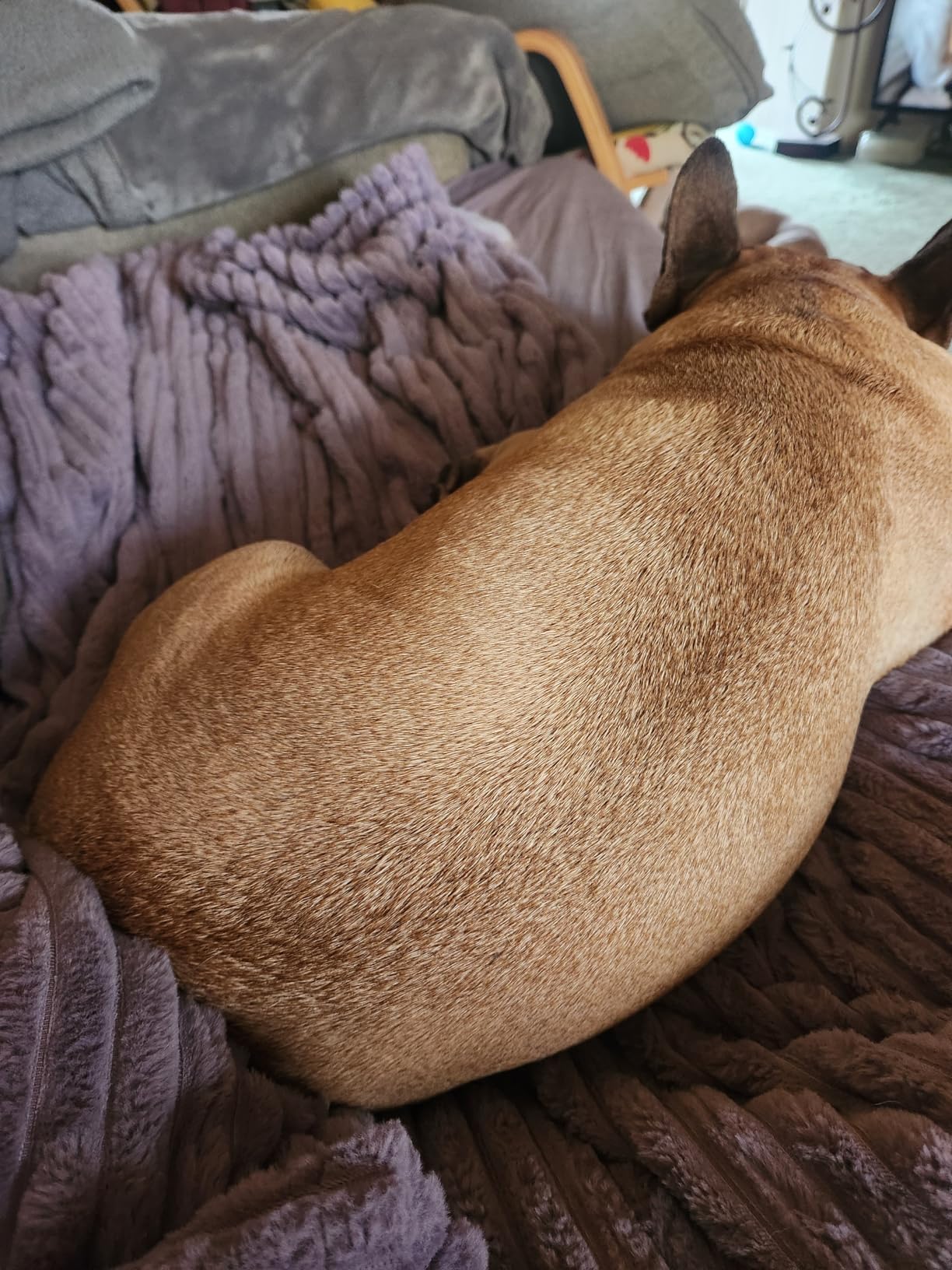 GOTCOZY Heated Blanket Electric Throw 50''X60''- Soft Silky Plush Electric Blanket with 4 Heating Level & 3 Hour Auto Off Heating Blanket, ETL Certified Machine Washable (Green) Customer Review GOTCOZY Heated Blanket Electric Throw 50''X60''- Soft Silky Plush Electric Blanket with 4 Heating Level & 3 Hour Auto Off Heating Blanket, ETL Certified Machine Washable (Green) - Customer Photo 2