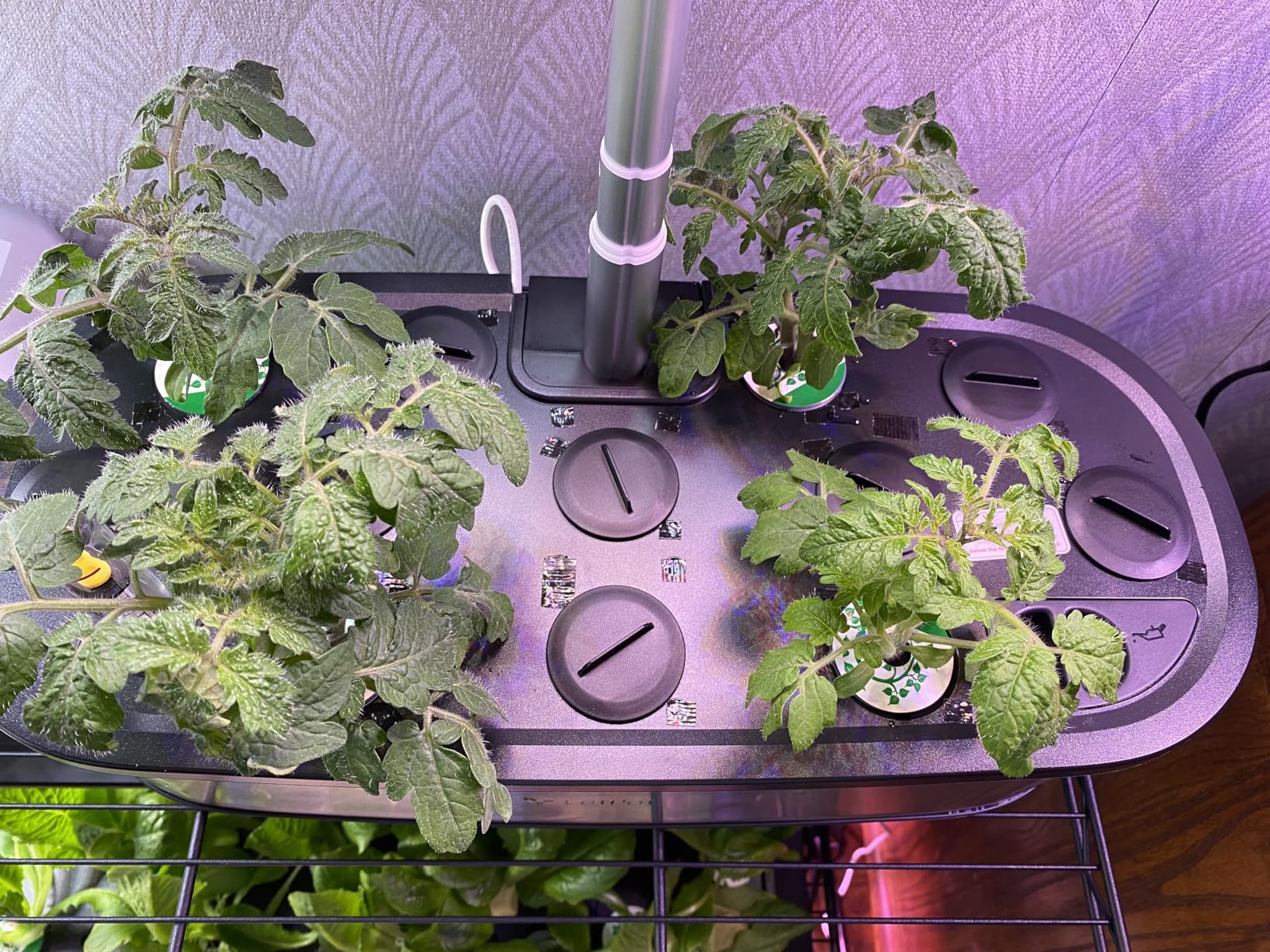 LetPot LPH-SE Hydroponics Growing System, 12 Pods Smart Herb Garden Kit Indoor, APP & WiFi Controlled, with 24W Growing LED, 5.5L Water Tank, Pump System, Automatic Timer Customer Review LetPot LPH-SE Hydroponics Growing System, 12 Pods Smart Herb Garden Kit Indoor, APP & WiFi Controlled, with 24W Growing LED, 5.5L Water Tank, Pump System, Automatic Timer - Customer Photo 2
