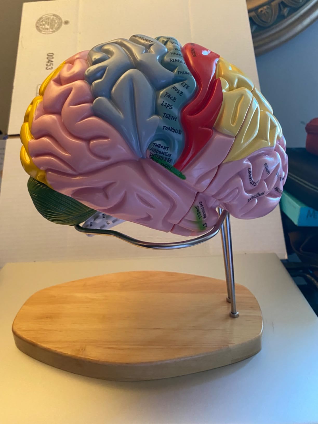 2025 New Human Brain Model for Neuroscience Teaching with Labels 1.5 Times Life Size Anatomy Model for Learning Science Classroom Study Display Medical Model,9 Colors to Identify Brain Functions - Customer Photo 1