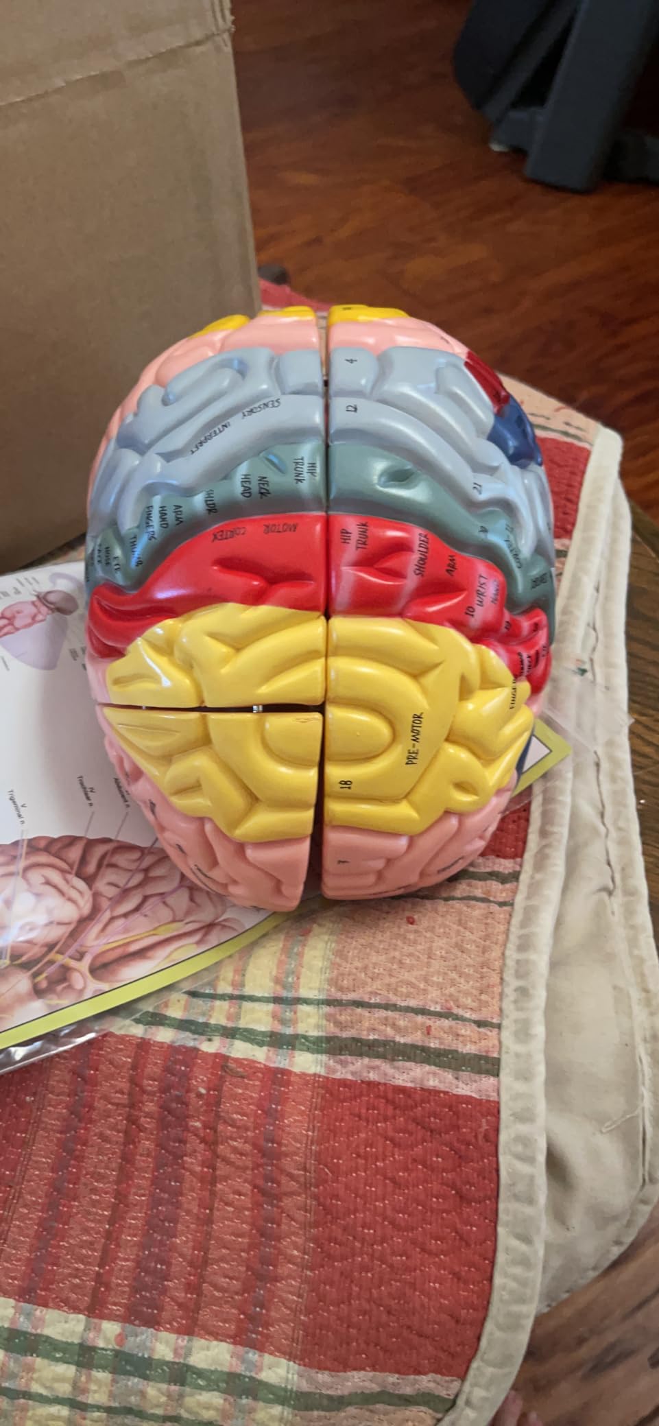 2025 New Human Brain Model for Neuroscience Teaching with Labels 1.5 Times Life Size Anatomy Model for Learning Science Classroom Study Display Medical Model,9 Colors to Identify Brain Functions - Customer Photo 2