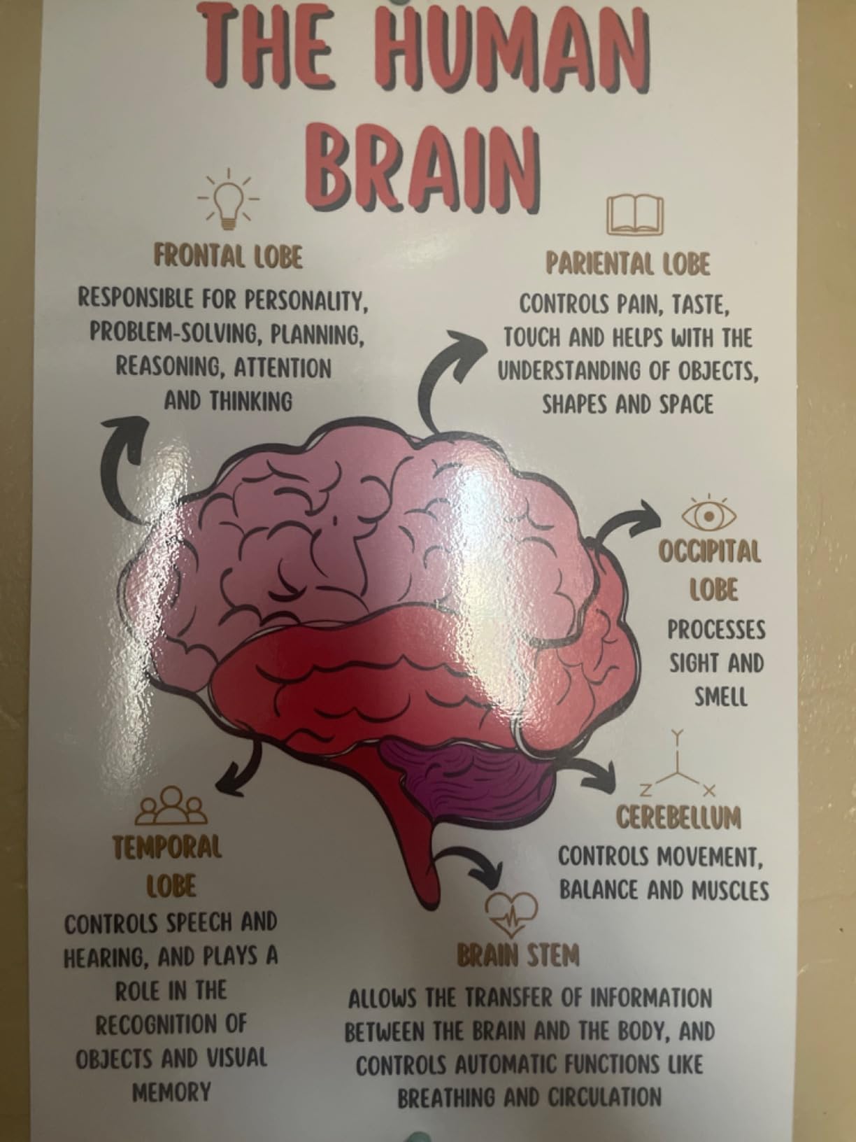 The Human Brain Poster, Mental Health Office Print, Therapy Decor Art, Therapist Psychologist Guidance Counselor Office Decor Wall Art - 11x17 in. LAMINATED - No Frame - Customer Photo 2