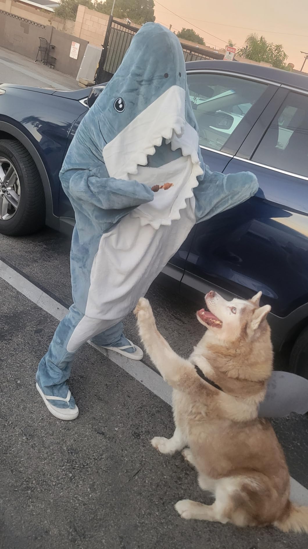 Touchat Shark Blanket for Adult & Kids Super Soft Cozy Flannel Throw Wearable Blanket, Cartoon Animals Shark Onesie Hoodie, Sleeping Bag Cosplay Shark Costume Blanket Gifts for Shark Lovers (Blue,M) - Customer Photo 1