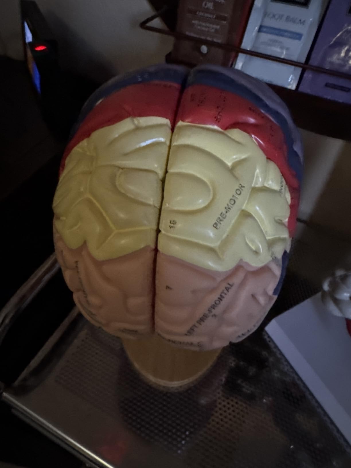 SFXYJ Human Brain Model 2 Times Life Size,Brain Anatomy Model, Includes 4 Pieces Labeled with Figures 9 Colors, for Neuroscience Learning Display Medical Identify Brain Functions - Customer Photo 1