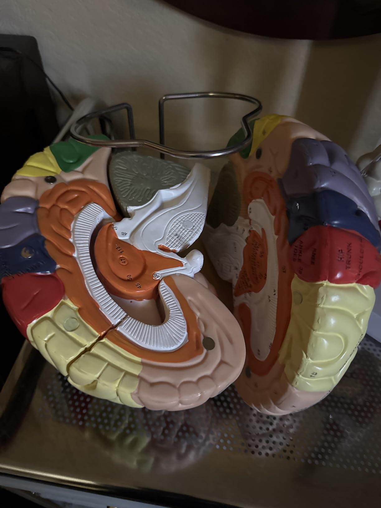 SFXYJ Human Brain Model 2 Times Life Size,Brain Anatomy Model, Includes 4 Pieces Labeled with Figures 9 Colors, for Neuroscience Learning Display Medical Identify Brain Functions - Customer Photo 2