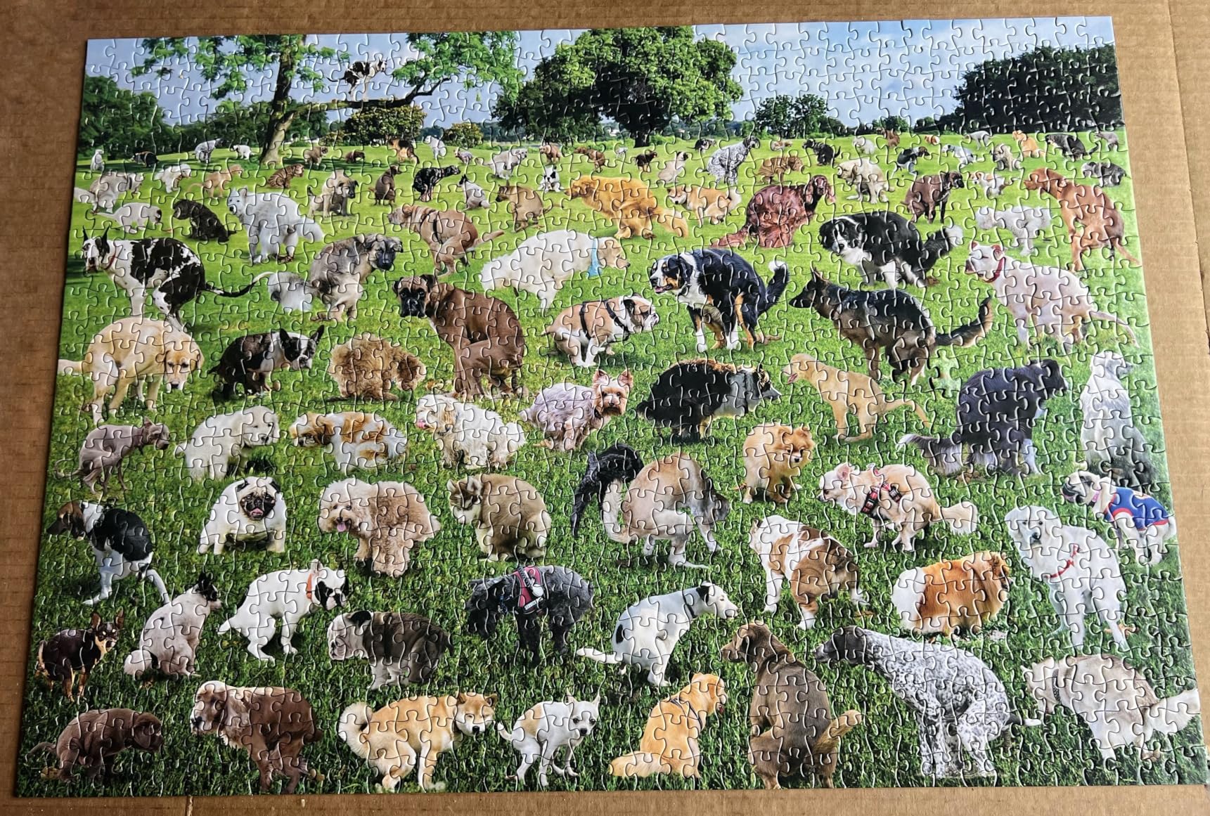 Funwares Original 101 Puppies Puzzle – 500-Piece Hilarious Dog Jigsaw – Funny Gift for Dog Lovers, White Elephant, and Pet Lovers with a Sense of Humor Customer Review Funwares Original 101 Puppies Puzzle – 500-Piece Hilarious Dog Jigsaw – Funny Gift for Dog Lovers, White Elephant, and Pet Lovers with a Sense of Humor - Customer Photo 2
