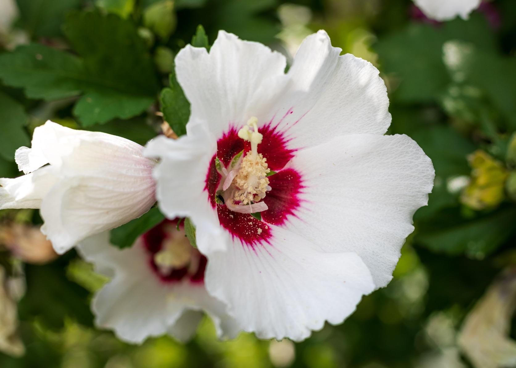 Canon EF 50mm f/1.8 STM Lens, Black Customer Review Canon EF 50mm f/1.8 STM Lens, Black - Customer Photo 2