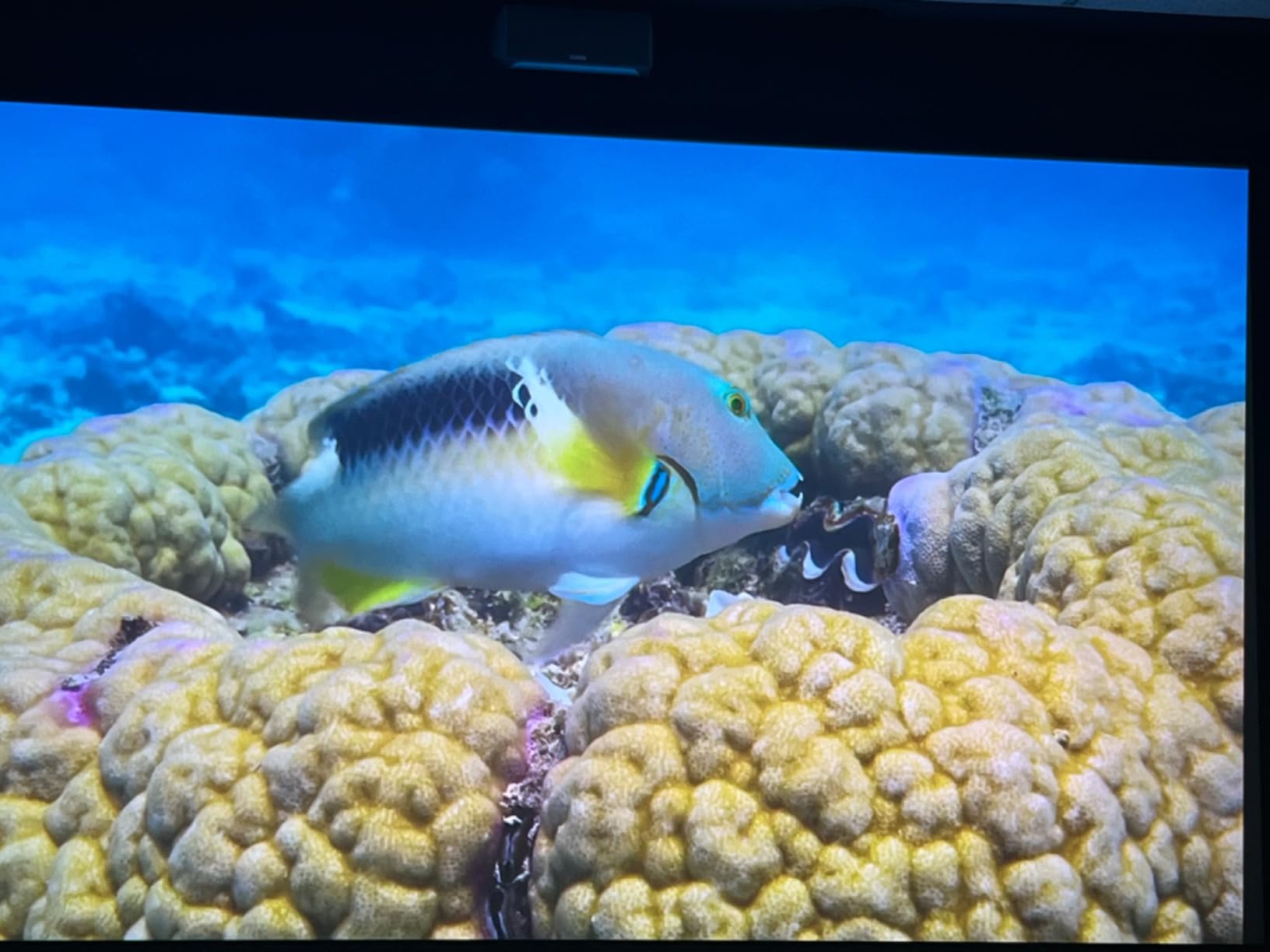 Epson Home Cinema 5050UB 4K PRO-UHD 3-Chip Projector with HDR, White - Customer Photo 1