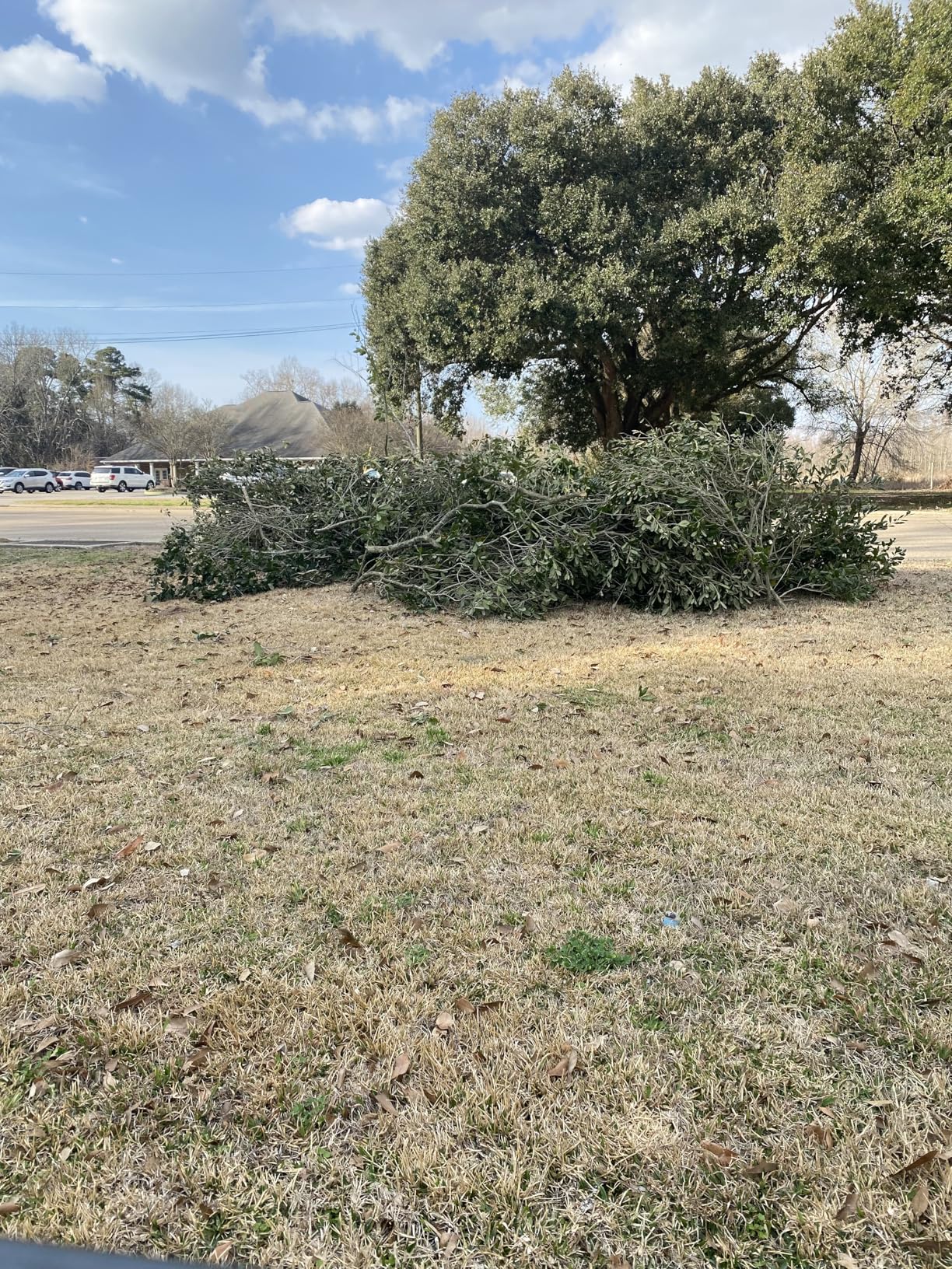 CRAFTSMAN V20 RP Cordless Chainsaw, Powerful and Lightweight, 12 Inch, 5Ah Battery and Charger Included (CMCCS630P1) Customer Review CRAFTSMAN V20 RP Cordless Chainsaw, Powerful and Lightweight, 12 Inch, 5Ah Battery and Charger Included (CMCCS630P1) - Customer Photo 1